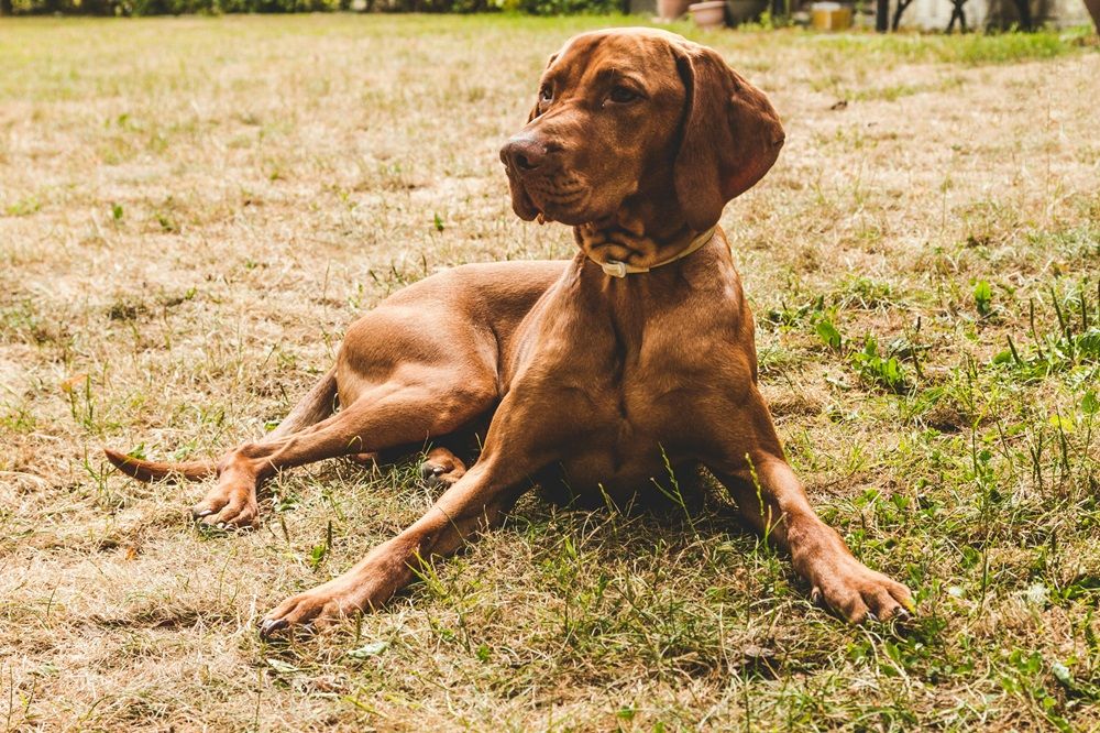 dog-wearing-calming-collar-lying-on-a-grass