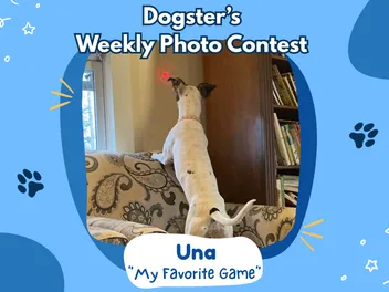 Dogster’s Weekly Photo Contest Winners: My Favorite Game (April 23, 2026)