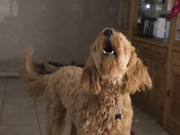 8 Best Anti Dog Barking Devices in 2026: Vet-Approved Reviews & Top Picks