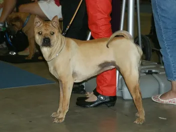 Bone-Mouth Shar Pei: Info, Pictures, Facts & History