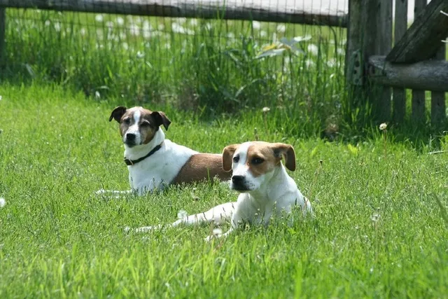 The Consequences of Overbreeding Dogs: Vet-Reviewed Risks & Animal Welfare