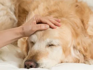 How Prone Are Golden Retrievers to Skin Issues? Vet Approved Facts & Care Tips