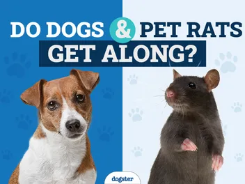 Can Dogs & Pet Rats Get Along? 6 Vet-Approved Ways to Help It