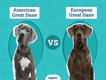 American vs European Great Dane: Which Pet Should You Choose? (Vet-Reviewed)