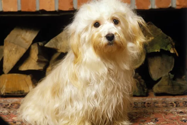 Havana Silk Dog: Info, Pictures, Care & Facts