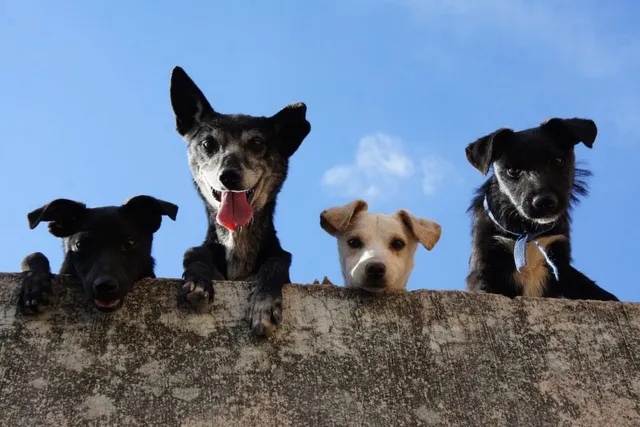Top 10 Most Popular Dog Breeds in India in 2026 (With Info & Pictures)