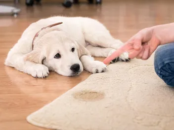 How Often Do Puppies Need to Pee? Dog Behavior Explained