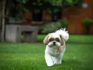 12 Vet-Verified Facts About the Shih Tzu (Vet-Reviewed)