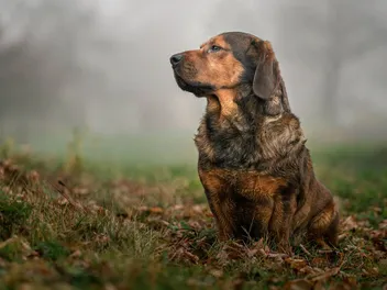 Alpine Dachsbracke Dog Breed: Info, Pictures, Care & Traits