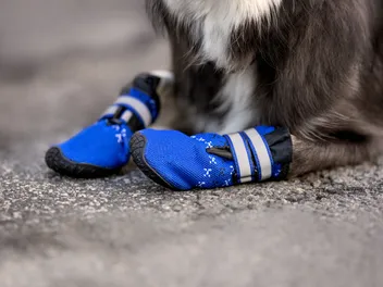 Dog Boots: Vet-Verified Pros & Cons