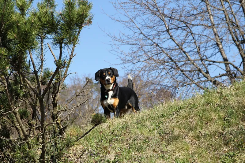 Entlebucher Mountain