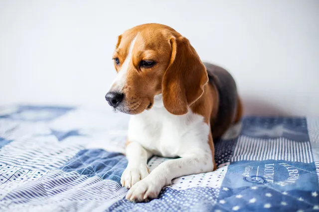 High Cholesterol in Dogs: Our Vet Discusses Signs, Causes & Treatments