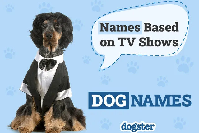 50 Dog Names Based on TV Shows in 2026