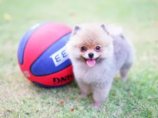 How Smart Are Pomeranians? Breed Traits & Intelligence