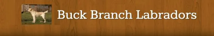 Buck Branch Labradors