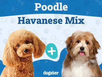 Havapoo (Poodle & Havanese Mix): Info, Pictures, Care & More