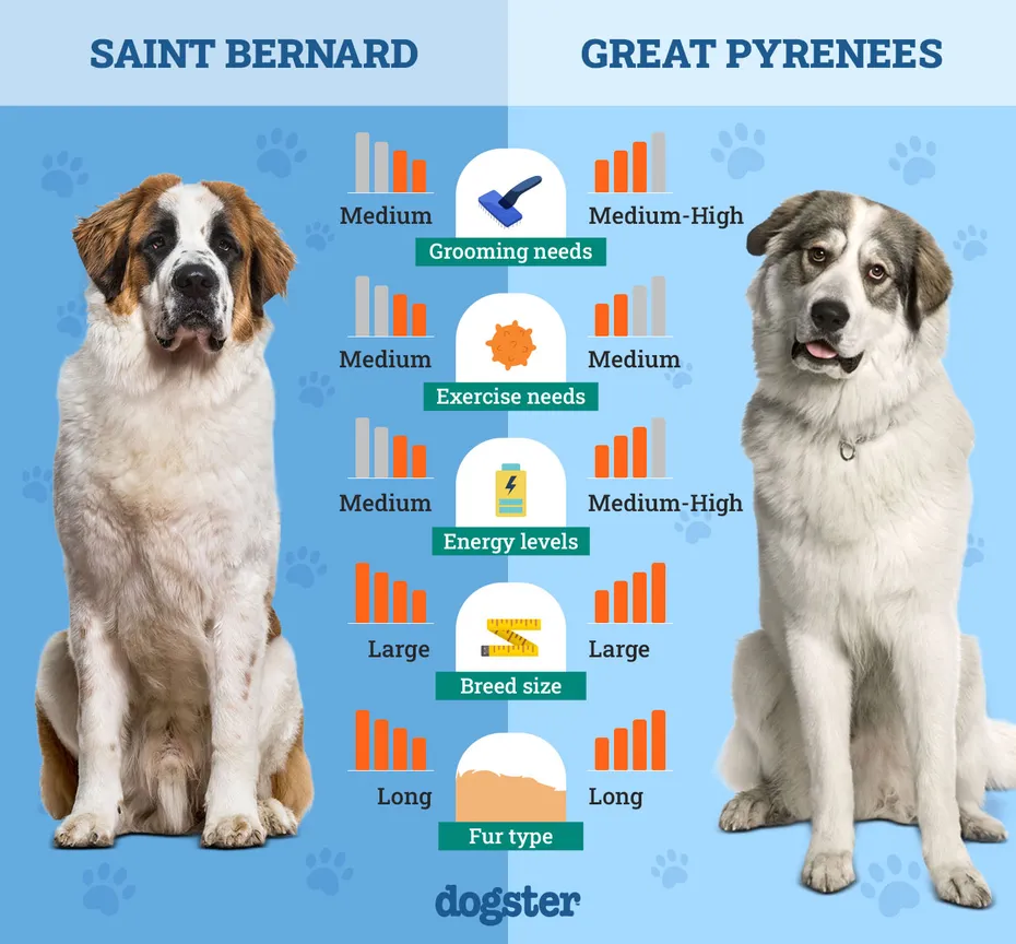 Dogster_Side by Side Comparison_ Saint Bernard vs Great Pyrenees