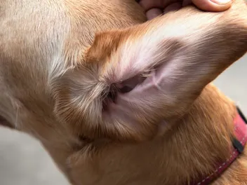 11 Fascinating Facts About Your Dog’s Ears: Vet-Reviewed Facts & FAQ