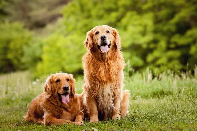 3 Common Golden Retriever Color Types: Vet-Reviewed Info (With Pictures)