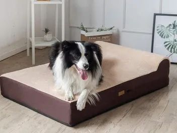 8 Best Dog Beds for Hip Dysplasia in 2026 - Reviews & Top Picks