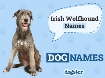 90 Popular & Unique Irish Wolfhound Names
