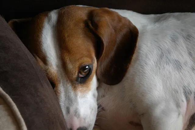 What Is IVDD in Dachshunds? Vet Explains Signs, Causes & Treatment