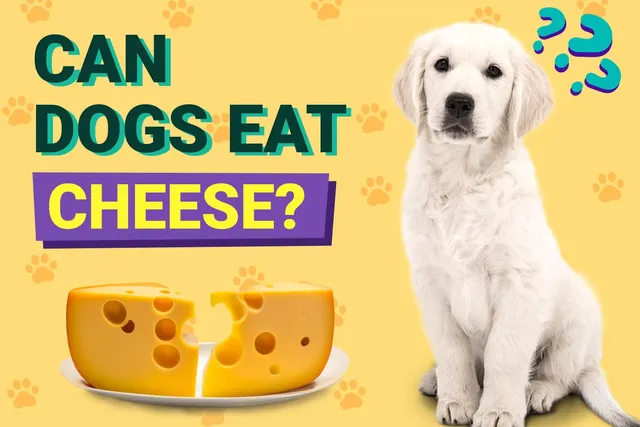 Can Dogs Eat Cheese? Vet-Reviewed Nutrition Facts & Safety Guide