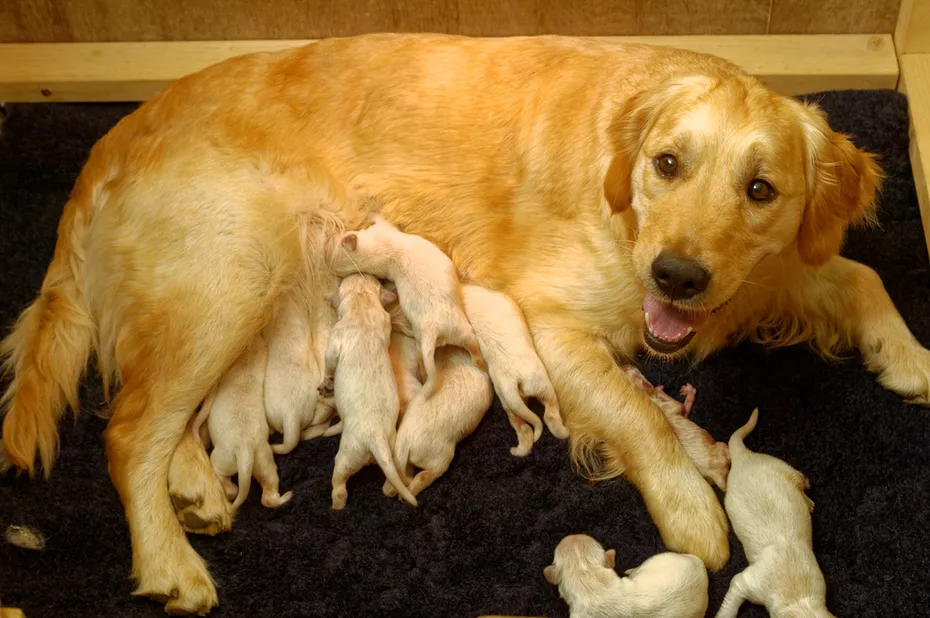 Golden Retriever dog with a litter of puppies in a whelping box