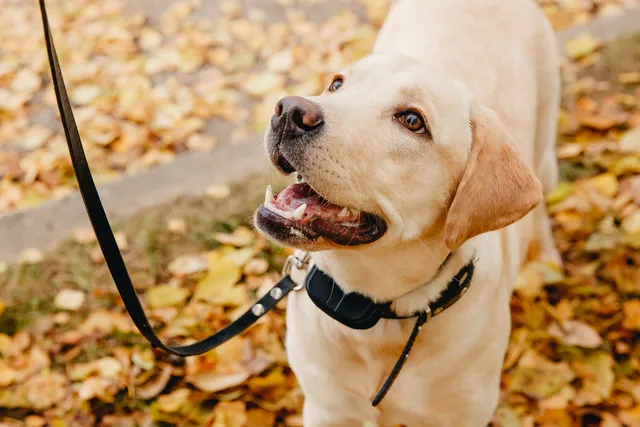 Can Dogs Read Our Facial Expressions? What Science Says