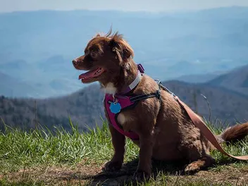 10 Dog-Friendly Hiking Trails in Michigan (2026 Guide)