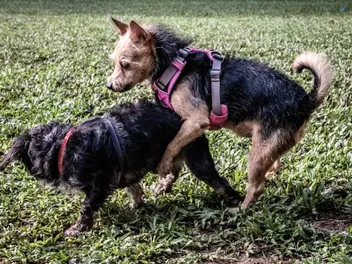 How to Calm a Sexually Excited Dog: 11 Vet-Approved Methods