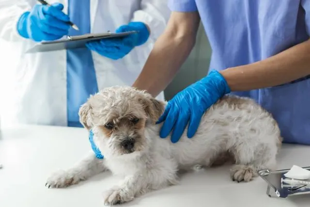 Endocrine Diseases in Dogs: Our Vet Explains Causes, Signs & Treatments