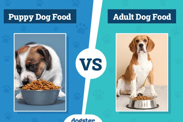 Puppy vs Adult Dog Food: Vet-Verified Differences & When to Switch Diets