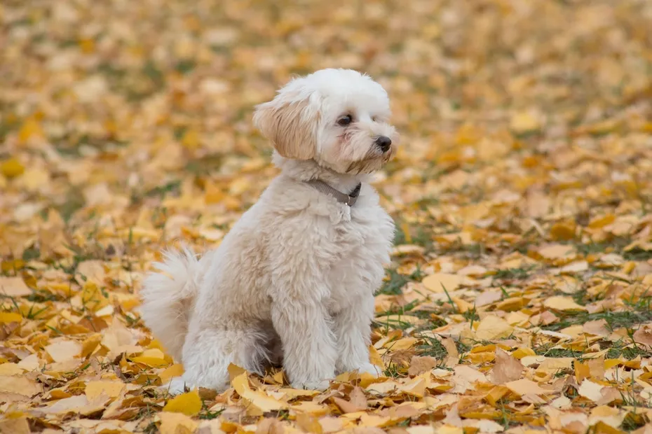 Cute maltepoo puppy