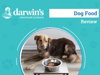 Darwin’s Natural Selections Dog Food Review 2026: An Expert's Breakdown