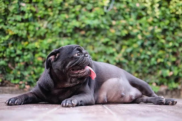 Pug Pregnancy: Vet-Verified Signs, Care & Week-By-Week Guide