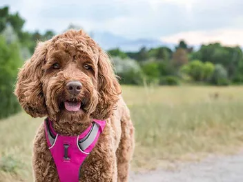 How Much Do Labradoodles Bark? Vet-Verified Facts & Training Tips
