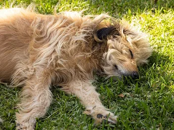 How to Do Dog CPR? Vet-Verified Step-By-Step Guide