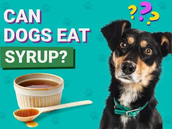 Can Dogs Eat Syrup? Vet-Verified Nutrition Facts & Info