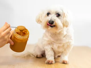 Health Benefits of Peanut Butter for Dogs: 6 Vet-Approved Advantages