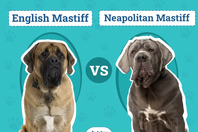 English Mastiff vs Neapolitan Mastiff: Key Differences (With Pictures)