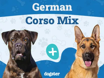 German Corso (Cane Corso & German Shepherd Mix): Info, Pictures, Care & More