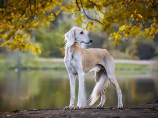 Saluki: Info, Pictures, Facts & Traits