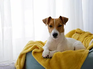 9 DIY Projects to Make for Your Dog (With Pictures)