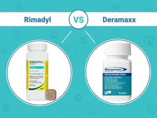 Rimadyl vs Deramaxx For Dogs: Our Vet Explains Safety, Usage & Which to Choose