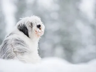 Polish Lowland Sheepdog (Polski Owczarek Nizinny): Info, Pictures, Facts & Traits