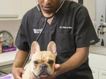 Meet Dr. Diarra Blue, Co-Star of Animal Planet's 'The Vet Life'