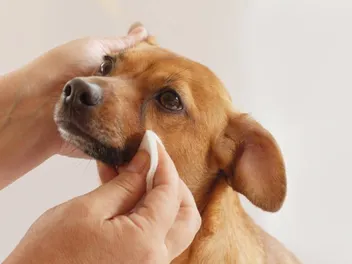 How to Remove Dog Tear Stains Naturally: Vet-Approved Tips & Tricks
