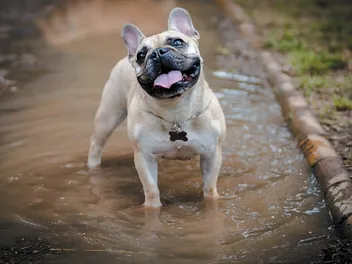 Muddy & Dirty Dog Paws: 15 Effective Ways To Deal With Them