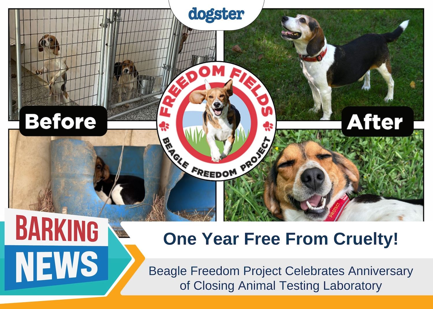 Barking News Beagle Freedom Project